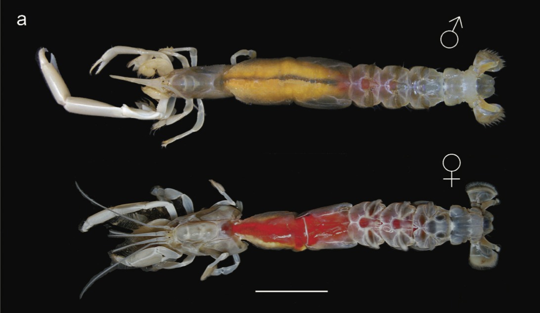 Projeto Caranguejos - Ilhas Oceanicas