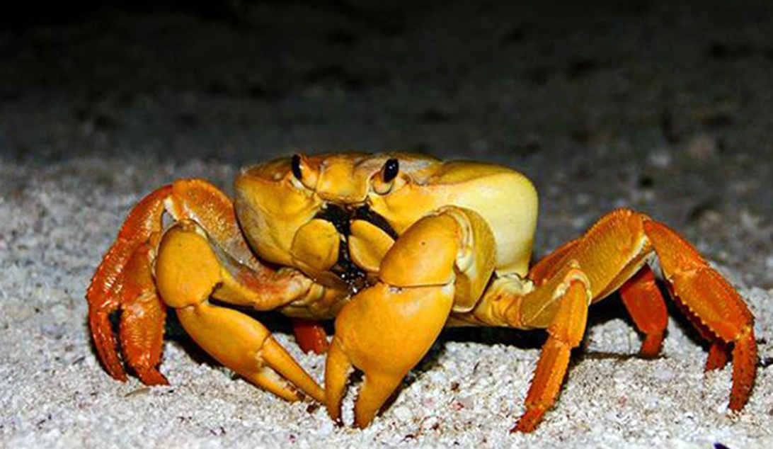 Projeto Johngarthia lagostoma