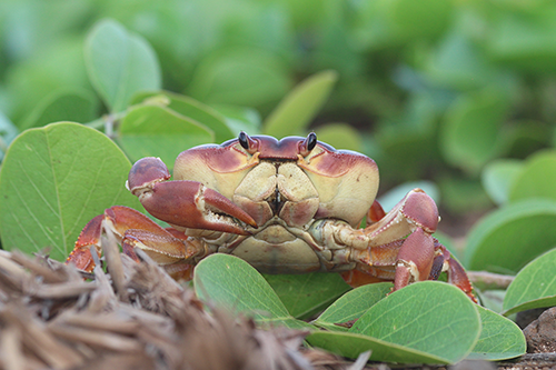 Conectividade do caranguejo ameaçado Johngarthia lagostoma nas ilhas oceânicas brasileiras: integrando a circulação oceânica, informações genéticas e fenotípicas.